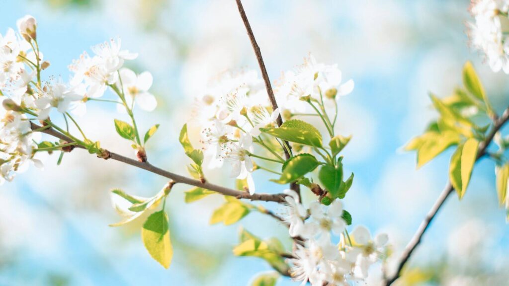 spring bucket list ideas